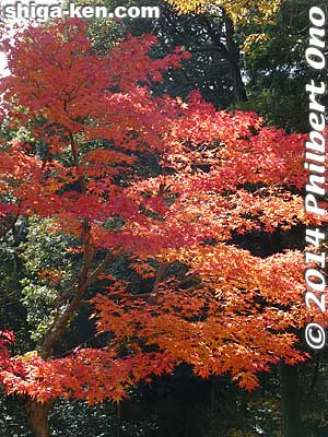 Keywords: shiga konan zensuiji tendai buddhist temple national treasure autumn fall leaves