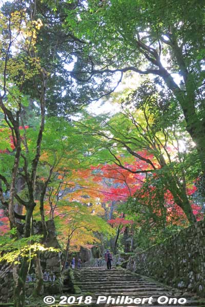 Keywords: shiga kora saimyoji tendai temple autumn foliage leaves