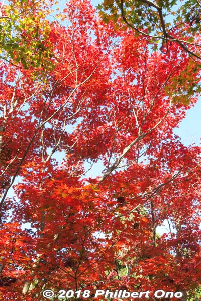 Red maple leaves.
Keywords: shiga kora saimyoji tendai temple autumn foliage leaves maple momiji