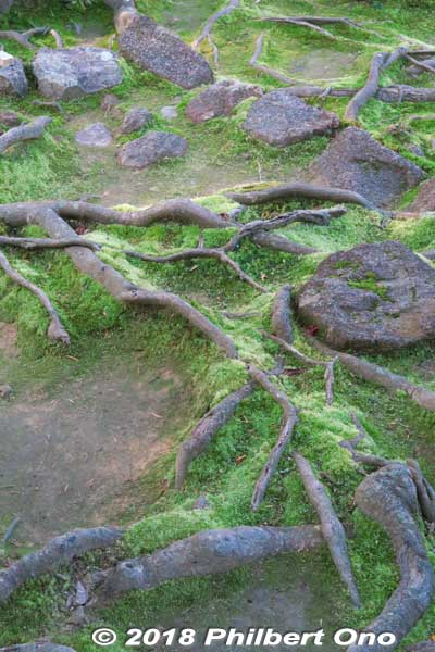 Tree roots
Keywords: shiga kora saimyoji tendai temple