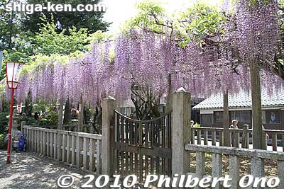 Zaiji Hachiman Shrine also has wisteria which bloom in early May. Planted by Todo Kagemori, the founder of the Todo clan in the 14th century.
Keywords: shiga kora-cho zaiji hachiman jinja shrine wisteria flowers japanflower