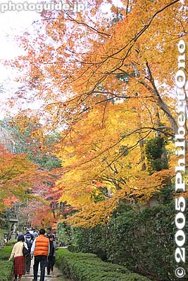 And more leaves
Keywords: shiga prefecture hatasho-cho koto sanzan kongorinji temple fall autumn colors kotosanzan