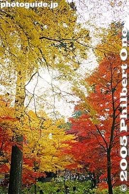 Yellow and red
Keywords: shiga prefecture hatasho-cho koto sanzan kongorinji temple fall autumn colors kotosanzan