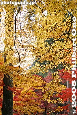 Keywords: shiga prefecture hatasho-cho koto sanzan kongorinji temple fall autumn colors
