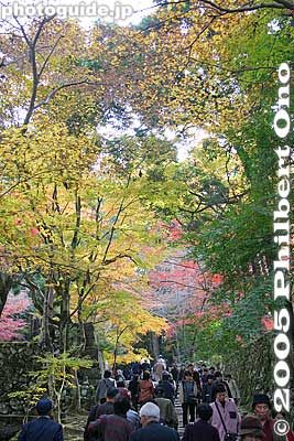 Keywords: shiga prefecture kora-cho koto sanzan saimyoji temple fall autumn colors