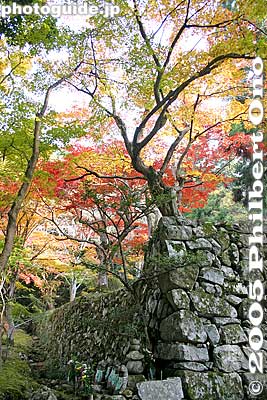 Autumn leaves and stone wall
Keywords: shiga prefecture kora-cho koto sanzan saimyoji temple fall autumn colors
