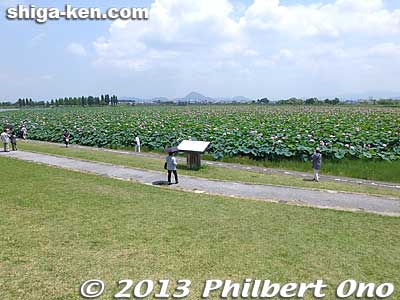 Sad to report that this huge lotus field stopped growing and blooming from summer 2016. There is very little chance for its recovery.
Keywords: shiga prefecture kusatsu lotus flower