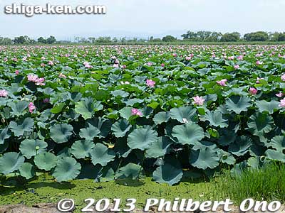 However, in summer 2016, these lotus plants died. Cause remained a mystery for a while until experts concluded it was due to sandy soil.
Keywords: shiga prefecture kusatsu lotus flower