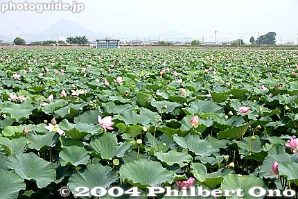 Lotus pond at Karasuma Peninsula.
Keywords: shiga prefecture kusatsu lotus flower japannatsu japanflower shigabestviews