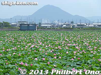 Keywords: shiga prefecture kusatsu lotus flower