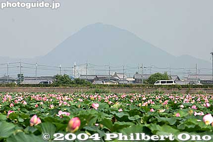Mt. Mikami in background of lotus pond in Kusatsu.
Keywords: shiga prefecture kusatsu lotus flower shigabestviews
