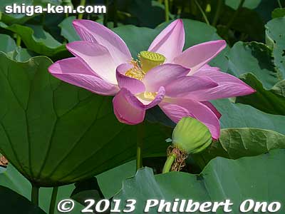 Lotus species is called Karasumasan. Glad I visited when I did. 
Keywords: shiga prefecture kusatsu lotus flower