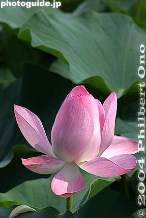 Lotus at Karasuma Peninsula in Kusatsu.
Keywords: shiga prefecture kusatsu lotus flower japannatsu japanflower shigabestviews