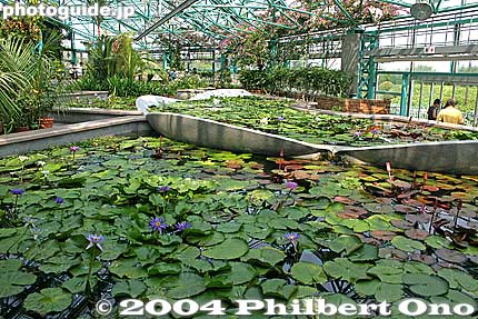 Lotus Pavilion indoor water garden
Keywords: shiga prefecture kusatsu lotus flower