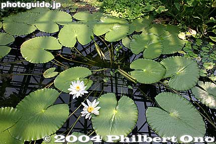 Water lilies.
Keywords: shiga prefecture kusatsu lotus flower