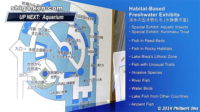 Lake Biwa Museum's freshwater aquarium displays fish species endemic to Lake Biwa, found no where else.
Keywords: shiga kusatsu karasuma peninsula lake biwa museum aquarium