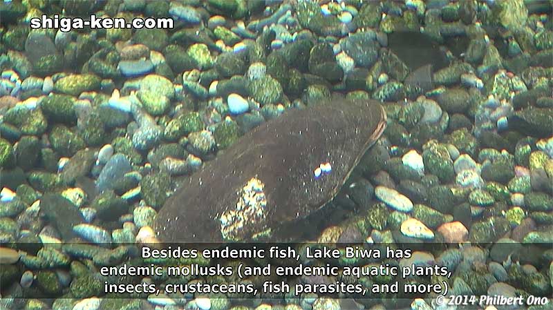 Mussel
Keywords: shiga kusatsu karasuma peninsula lake biwa museum aquarium fish endemic species