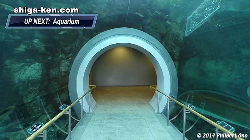 Aquarium tunnel showing rocky habitat.
Keywords: shiga kusatsu karasuma peninsula lake biwa museum aquarium fish endemic species