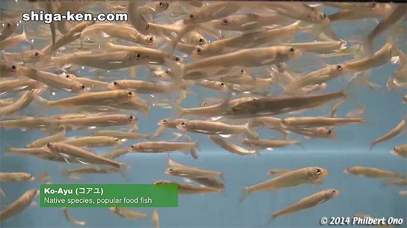 Ko-Ayu (コアユ) Native species, popular food fish. Ko-ayu is the small variety of ayu (not baby ayu) commonly eaten as tsukudani (佃煮) or tempura. Adult ko-ayu retain their small size.
Keywords: shiga kusatsu karasuma peninsula lake biwa museum aquarium fish endemic species