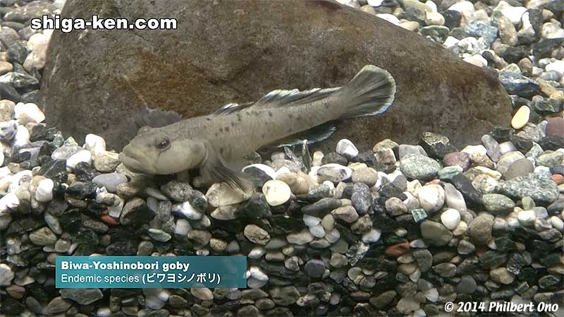 Biwa-Yoshinobori goby (ビワヨシノボリ) - Endemic species
Keywords: shiga kusatsu karasuma peninsula lake biwa museum aquarium fish endemic species