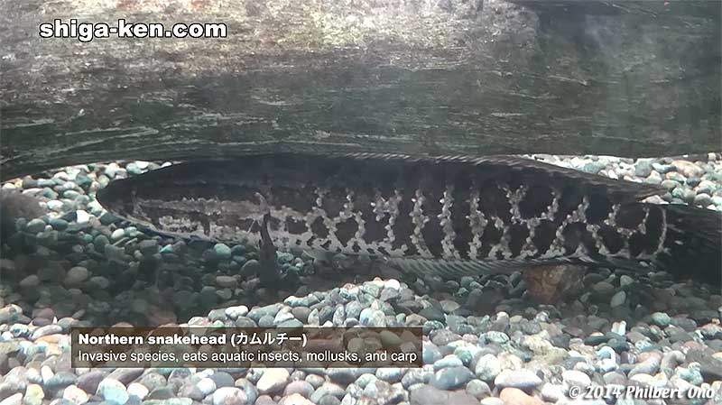 Northern snakehead (カムルチー) - Invasive species, eats aquatic insects, mollusks, and carp.
Keywords: shiga kusatsu karasuma peninsula lake biwa museum aquarium fish invasive species