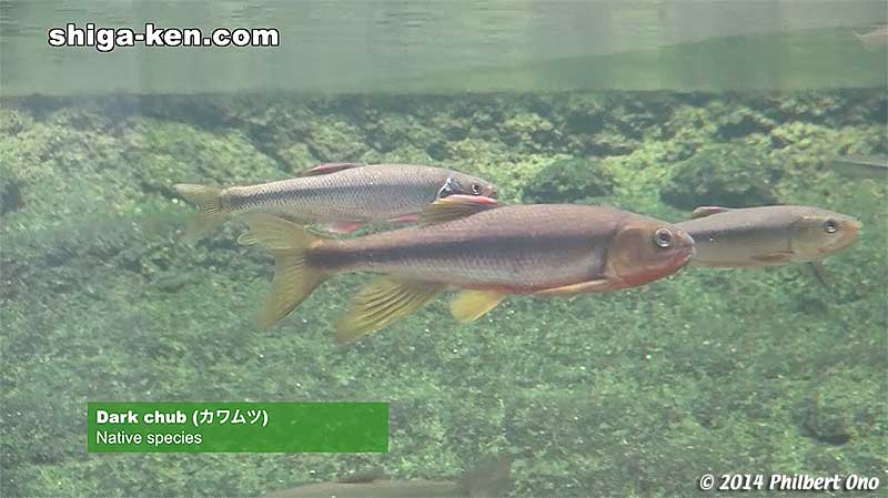 Dark chub (カワムツ) - Native species
Keywords: shiga kusatsu karasuma peninsula lake biwa museum aquarium fish