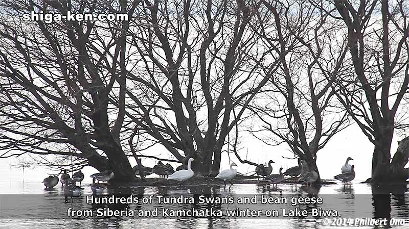 Tundra swans and bean geese winter on Lake Biwa.
Keywords: shiga kusatsu karasuma peninsula lake biwa museum aquarium fish