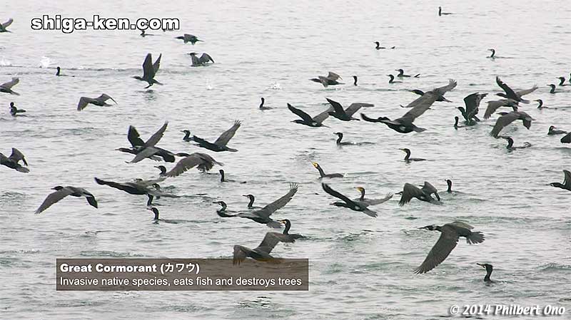Great Cormorant (カワウ) - Invasive native species, eats fish and destroys trees.
