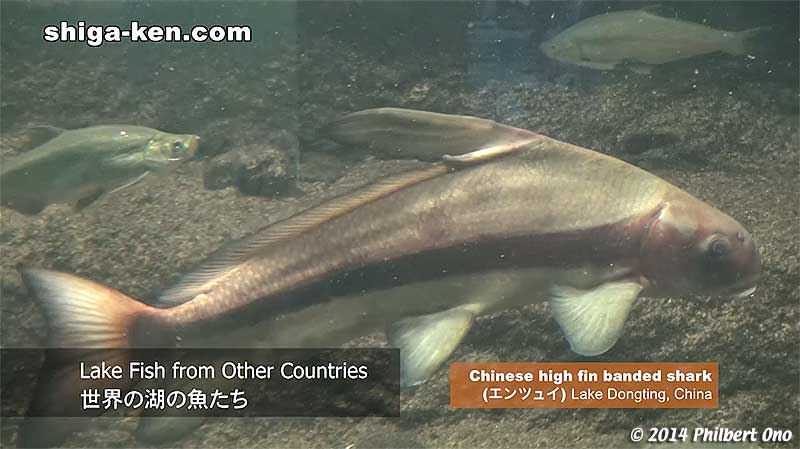 Lake Fish from Other Countries 世界の湖の魚たち - Chinese high fin banded shark (エンツュイ) from Lake Dongting, China.
Keywords: shiga kusatsu karasuma peninsula lake biwa museum aquarium fish