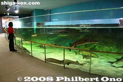 Ancient Fish 古代魚 Sturgeon (チョウザメ) and gar have changed little over millions of years. They are called living fossils. Ancient fish feeding time is 3:40 pm. Sturgeon use their barbel whiskers to feel the bottom for food. They have no teeth.
Keywords: shiga prefecture kusatsu karasuma peninsula lake biwa museum