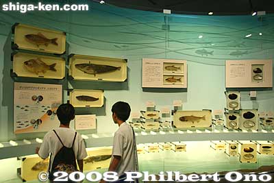 Display of endemic fish and other species found only in Lake Biwa.
Keywords: shiga prefecture kusatsu karasuma peninsula lake biwa museum