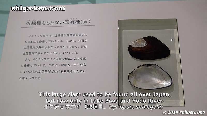 Endemic mussel used to produce Biwa pearls, now extinct.
Keywords: shiga kusatsu karasuma peninsula lake biwa museum aquarium fish