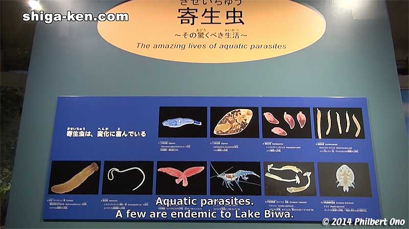Aquatic parasites. A few are endemic to Lake Biwa.
Keywords: shiga kusatsu karasuma peninsula lake biwa museum aquarium fish
