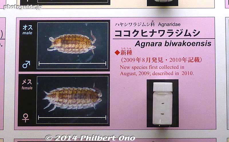 Exhibit of sow bugs in Shiga (ワラジムシ). Sow bugs are crustaceans. During the 2006-2010 survey, 22 species of sow bugs were found in Shiga. 
Seven of them were previously unknown (pink), but not necessarily endemic to Shiga.
Keywords: shiga kusatsu karasuma peninsula lake biwa museum aquarium fish