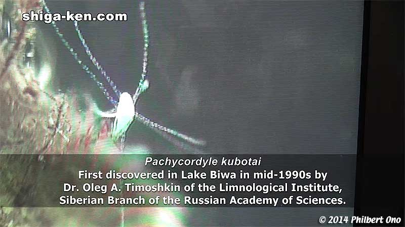 Pachycordyle kubotai - First discovered in Lake Biwa in mid-1990s by Dr. Oleg A. Timoshkin of the Limnological Institute, Siberian Branch of the Russian Academy of Sciences.
Keywords: shiga kusatsu karasuma peninsula lake biwa museum