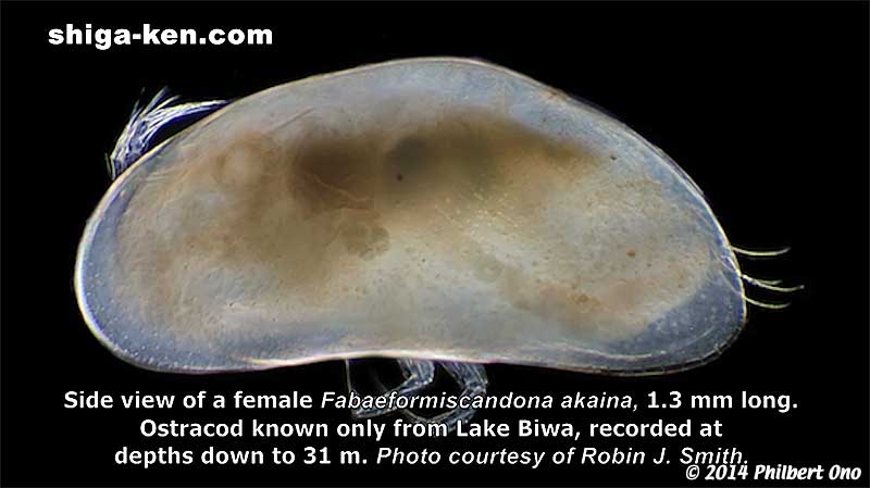 Side view of a female, Fabaeformiscandona akaina, 1.3 mm long.  Ostracod known only from Lake Biwa, recorded at depths down to 31 m. Photo courtesy of Robin J. Smith.
Keywords: shiga kusatsu karasuma peninsula lake biwa museum