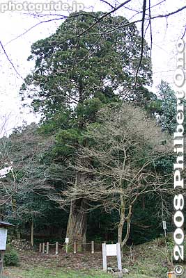 Also behind the Hondo is this Ikko-sugi tree, 700 years old. Named after the temple's founding priest Saint Ikko, it was planted where Ikko was cremated. Over 30 meters high and 5 meters wide. 一向杉
Keywords: shiga maibara bamba-juku banba nakasendo post stage town station shukuba jodo-shu buddhist rengeji temple