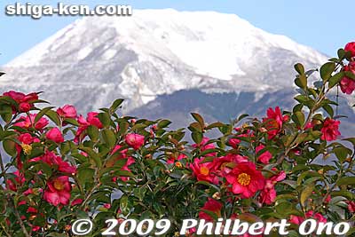Mt. Ibuki and camellias in winter.
Keywords: shiga maibara mt. ibuki ibukiyama mountain