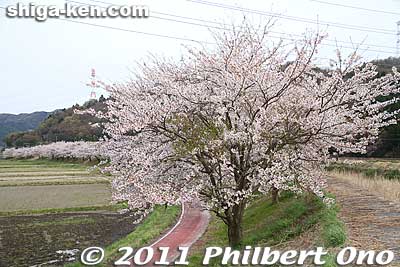 Promenade of cherry blossoms in the middle of rice fields.
Keywords: shiga maibara mt. ibuki ibukiyama cherry blossoms sakura