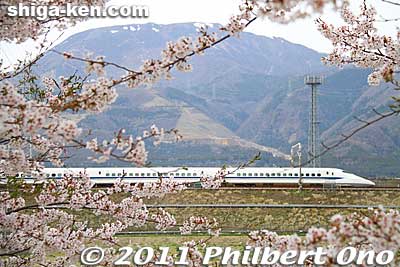 Keywords: shiga maibara mt. ibuki ibukiyama cherry blossoms sakura