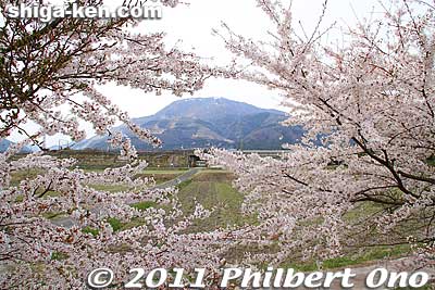 Keywords: shiga maibara mt. ibuki ibukiyama cherry blossoms sakura