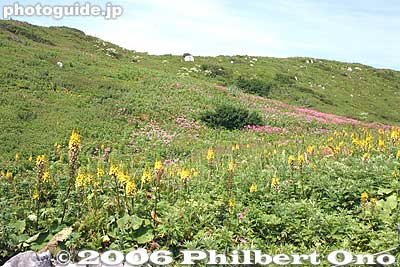 メタカラコウ
Keywords: shiga maibara mt. ibukiyama mountain ibuki summit alpine flowers flora