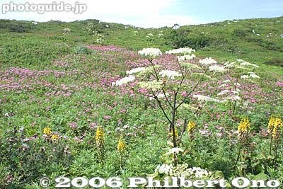 シシウド
Keywords: shiga maibara mt. ibukiyama mountain ibuki summit alpine flowers flora