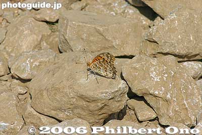 High-altitude butterfly on rock
Keywords: shiga maibara mt. ibukiyama mountain ibuki summit
