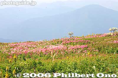 Keywords: shiga maibara mt. ibukiyama mountain ibuki summit alpine flowers flora