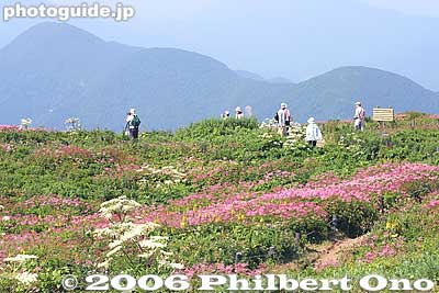 Mt. Ibuki summit area with pretty patches of summer flowers.
Keywords: shiga maibara mt. ibukiyama mountain ibuki summit alpine flowers flora shigabestviews