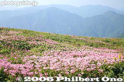 But the scenery is great atop Mt. Ibuki in summer. 東遊歩道
Keywords: shiga maibara mt. ibukiyama mountain ibuki summit alpine flowers flora shigabestviews japanmt