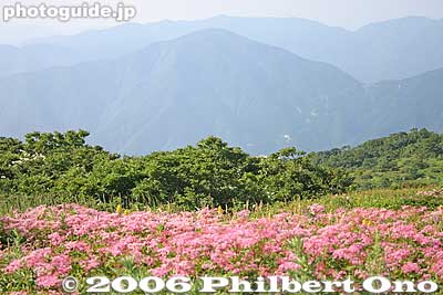 Keywords: shiga maibara mt. ibukiyama mountain ibuki summit alpine flowers flora
