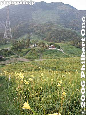 Lemon yellow lilies ユウスゲ
Keywords: shiga maibara mt. ibukiyama mountain ibuki alpine flowers flora