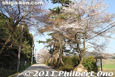 West end of Kashiwabara-juku in spring.
Keywords: shiga maibara kashiwabara-juku nakasendo shukuba